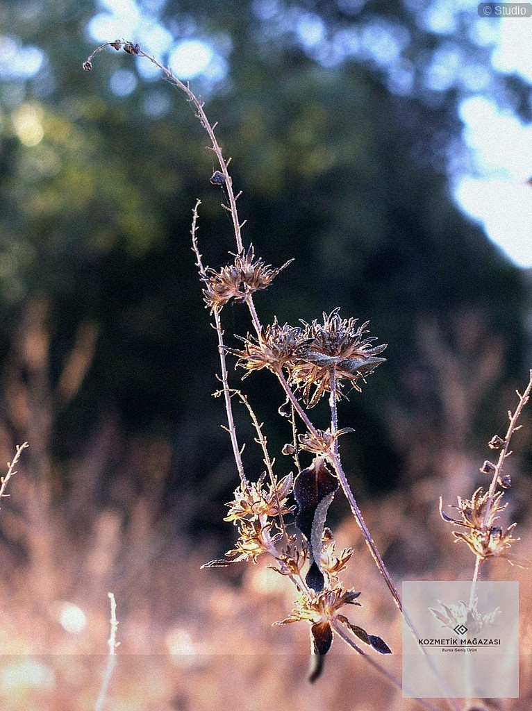 Kozmetik Aksesuarlarında Trendler ve Adana Pazarındaki Yeri - section 5